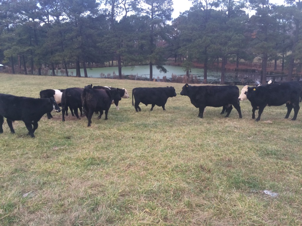 Lowline Angus bull and Angus cow herd