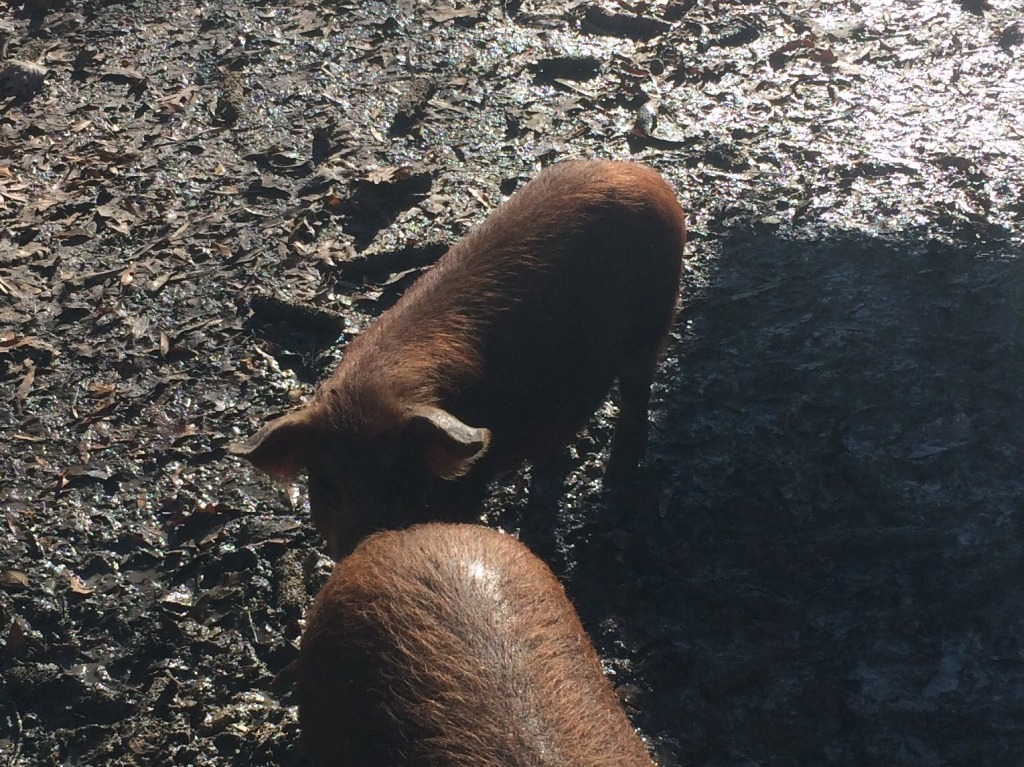 Red Duroc feeder pig