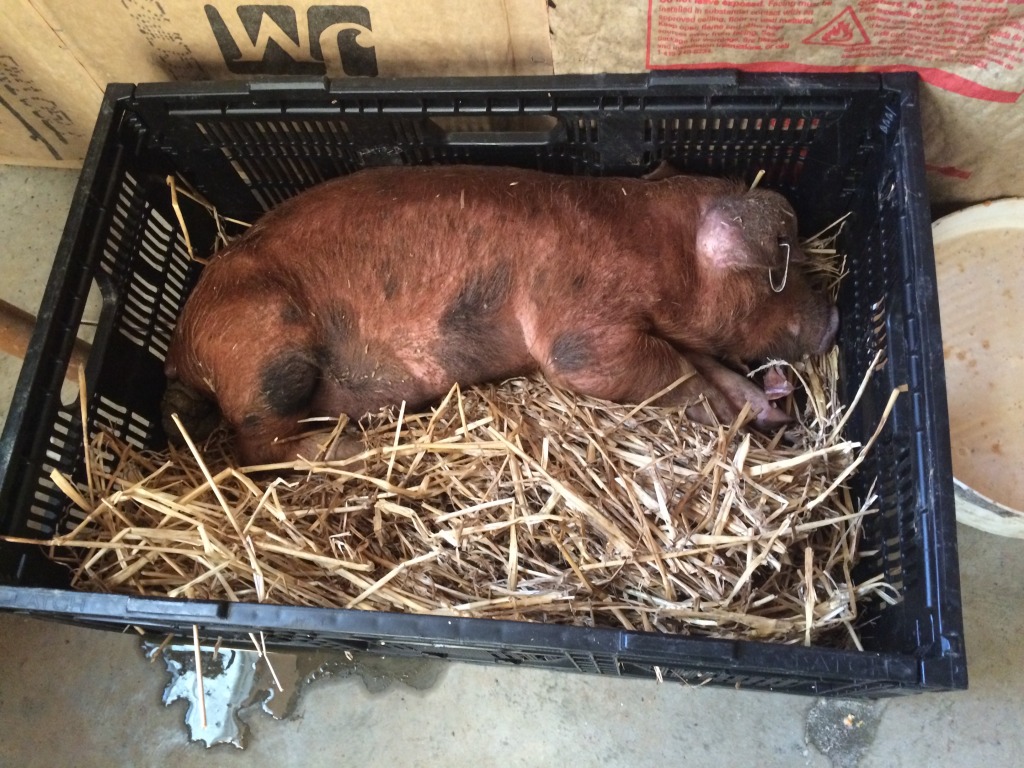 Sick pig in a food crate