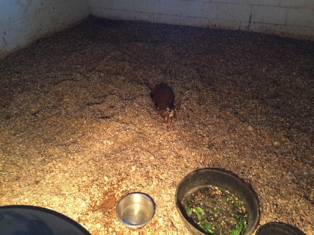 Pig buried in shavings