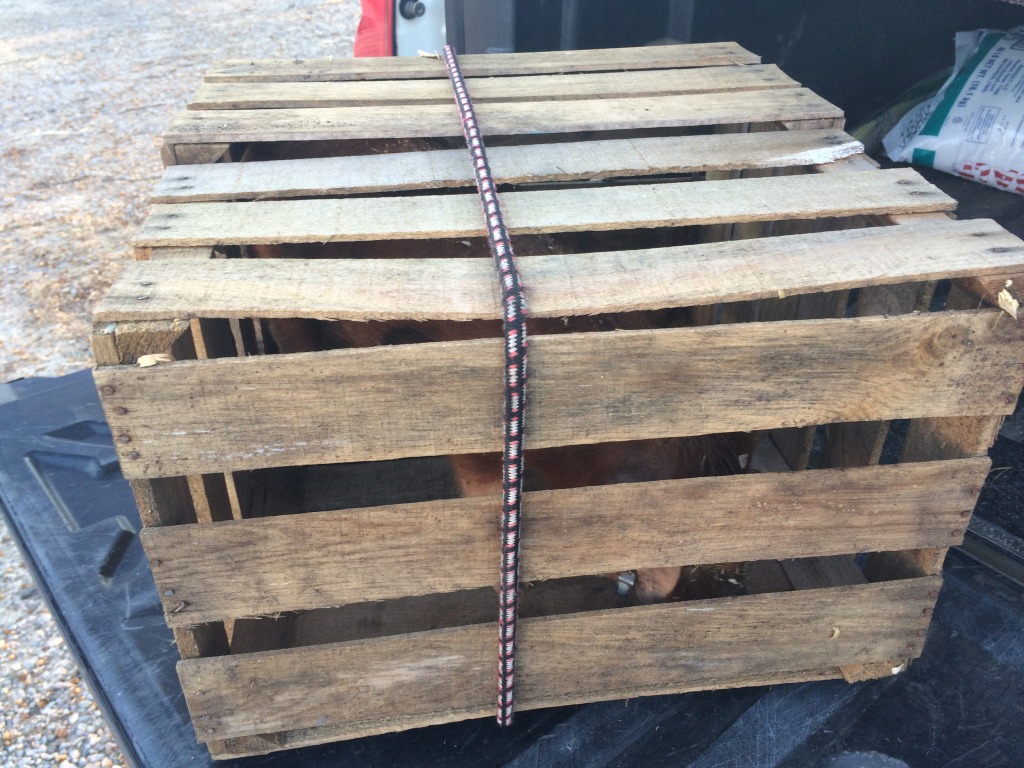 Pig inside two produce crates