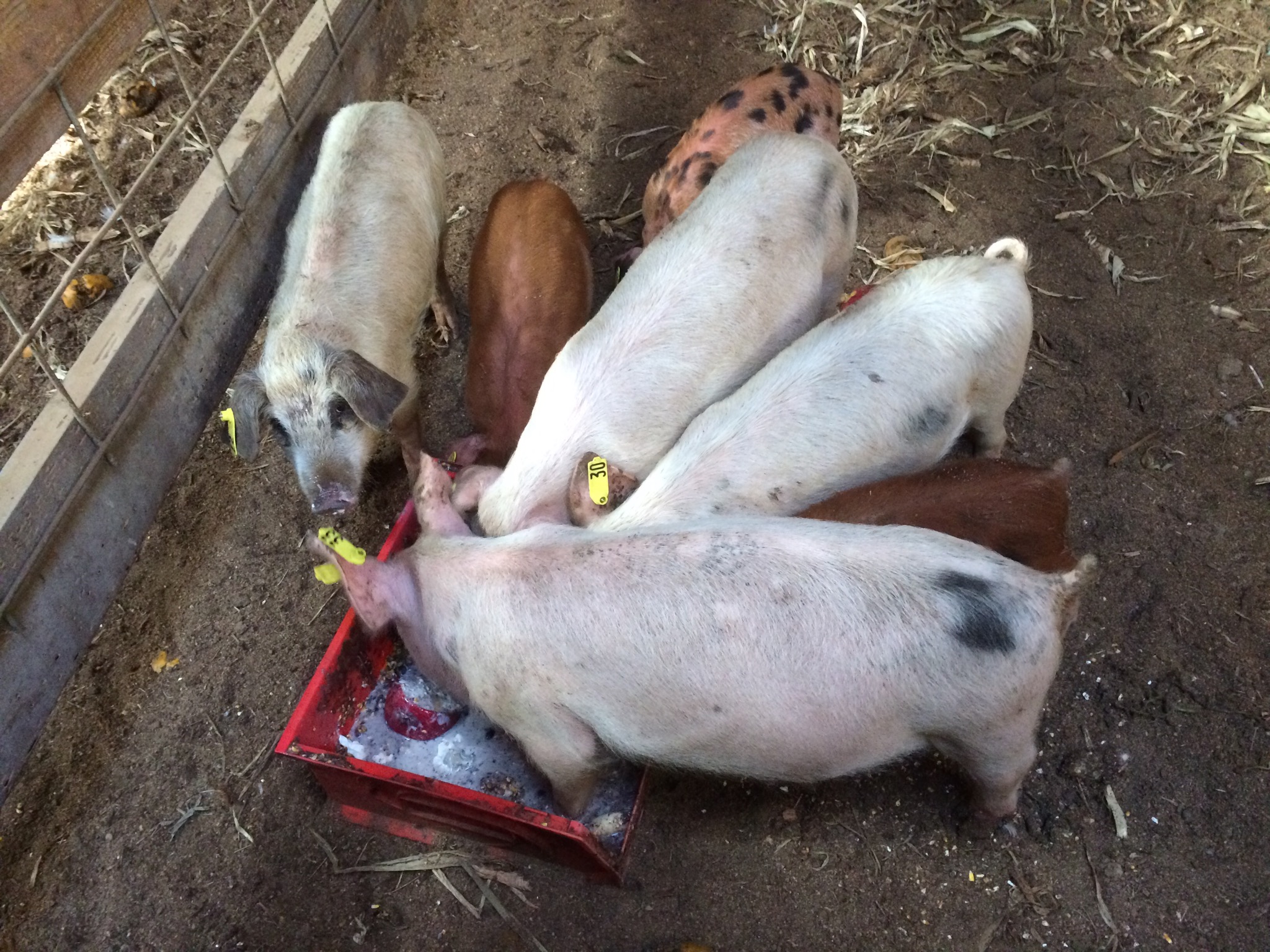 Some of the sick pigs, with their head in the trough.
