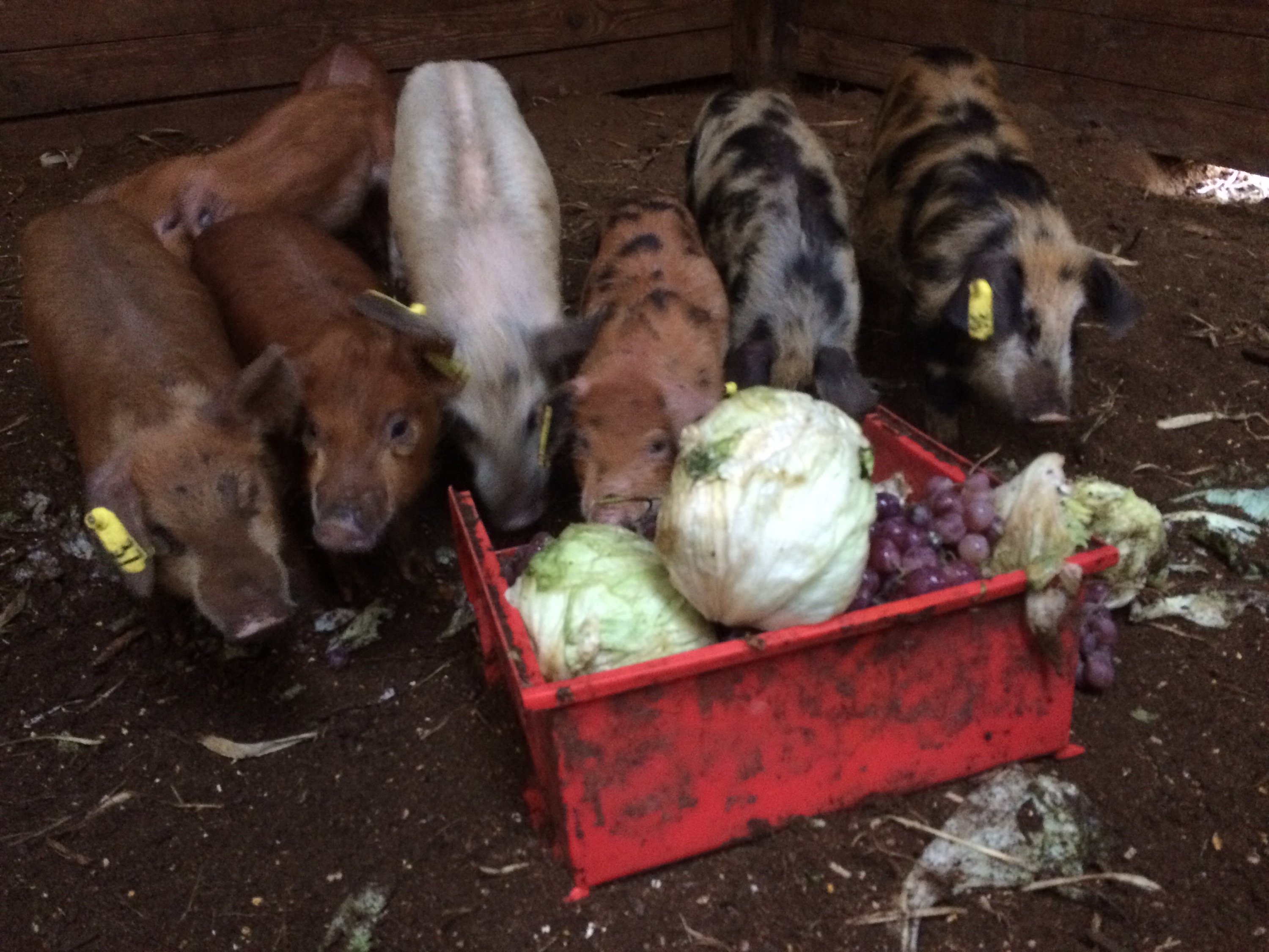 Piglets eating fresh veggies