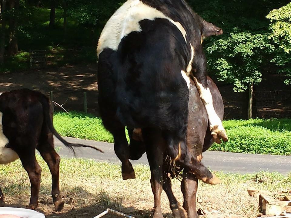Young bull jumping to mount a grown cow