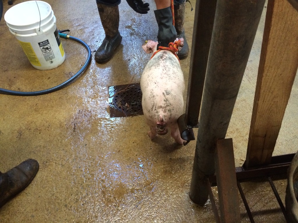 A piglet with a prolapse