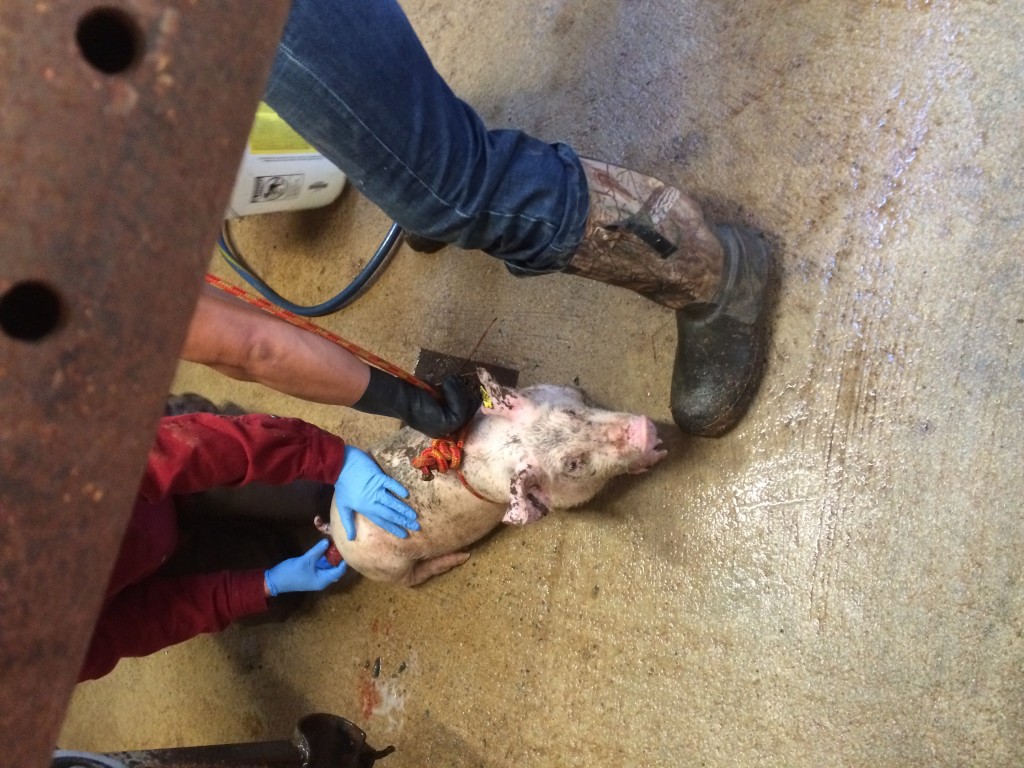 Treating a piglet for a prolapsed rectum