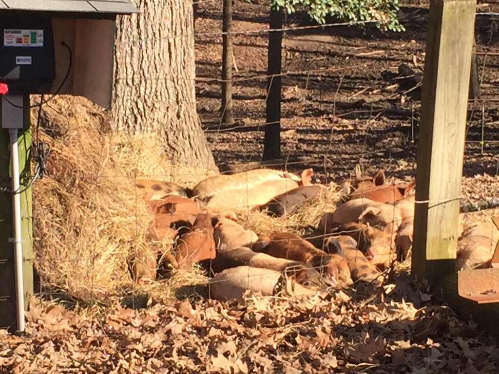 piglets sleeping in a hay mound