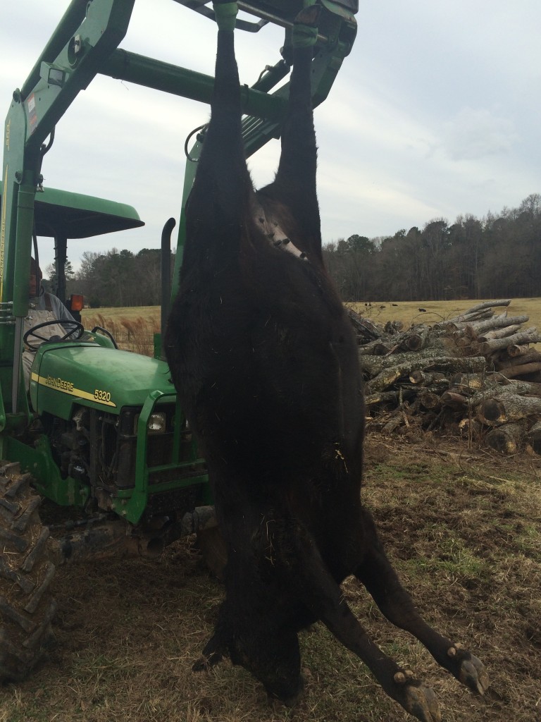 Dead cow hanging from tractor.