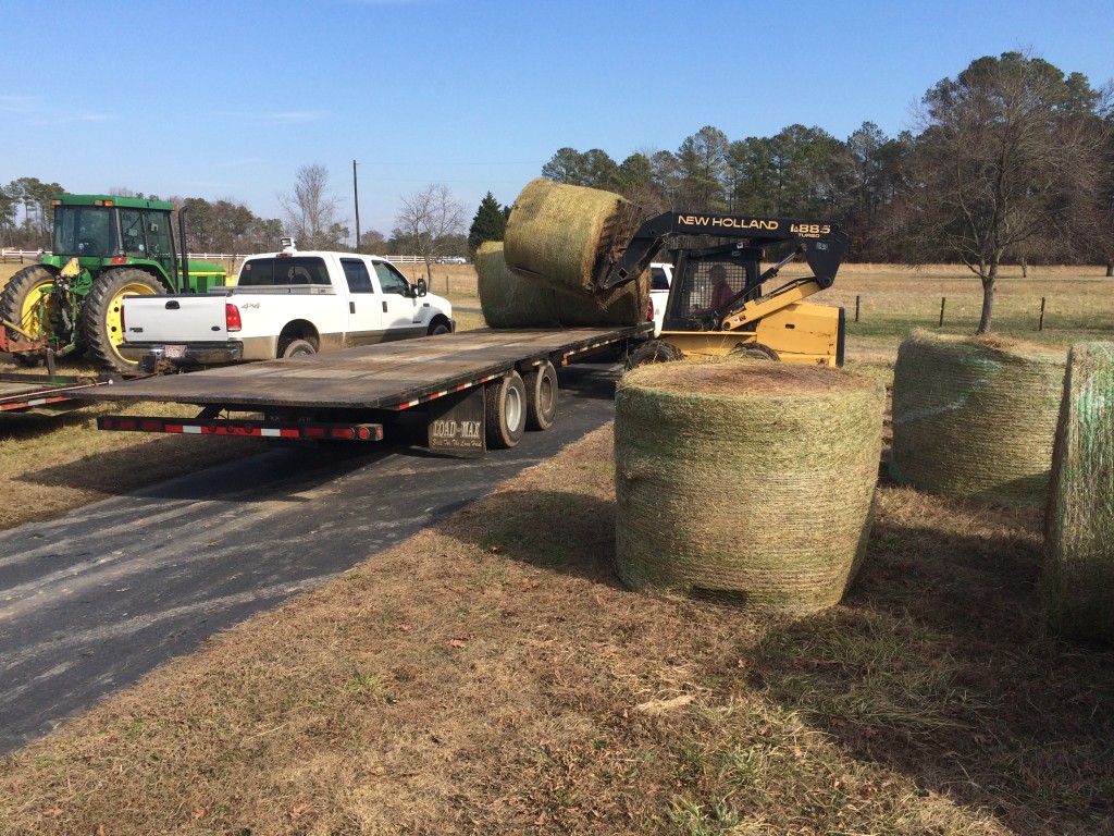 Loading hay onto a trailer