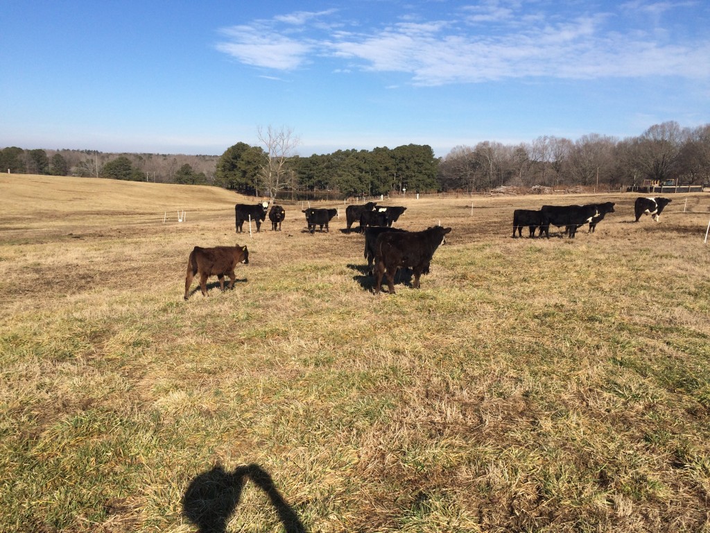 Cows in a pasture