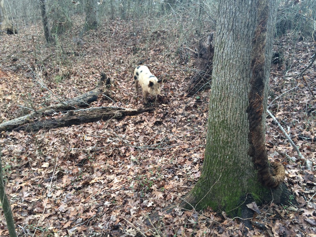 Pig in the woods