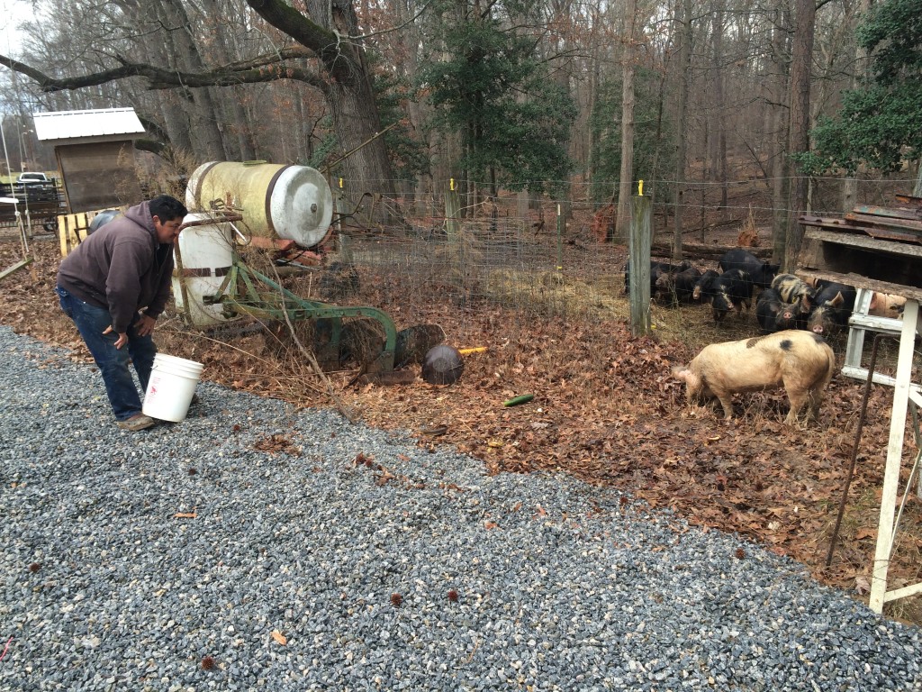 Trying to get a pig to go into a paddock