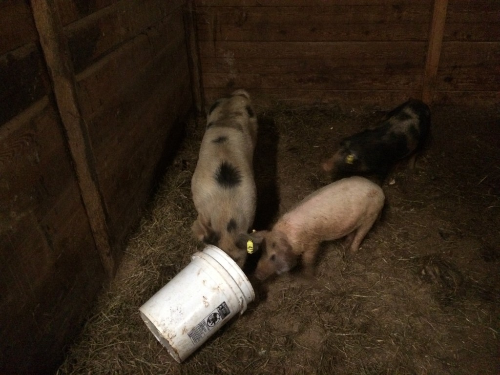 Pigs in a stall