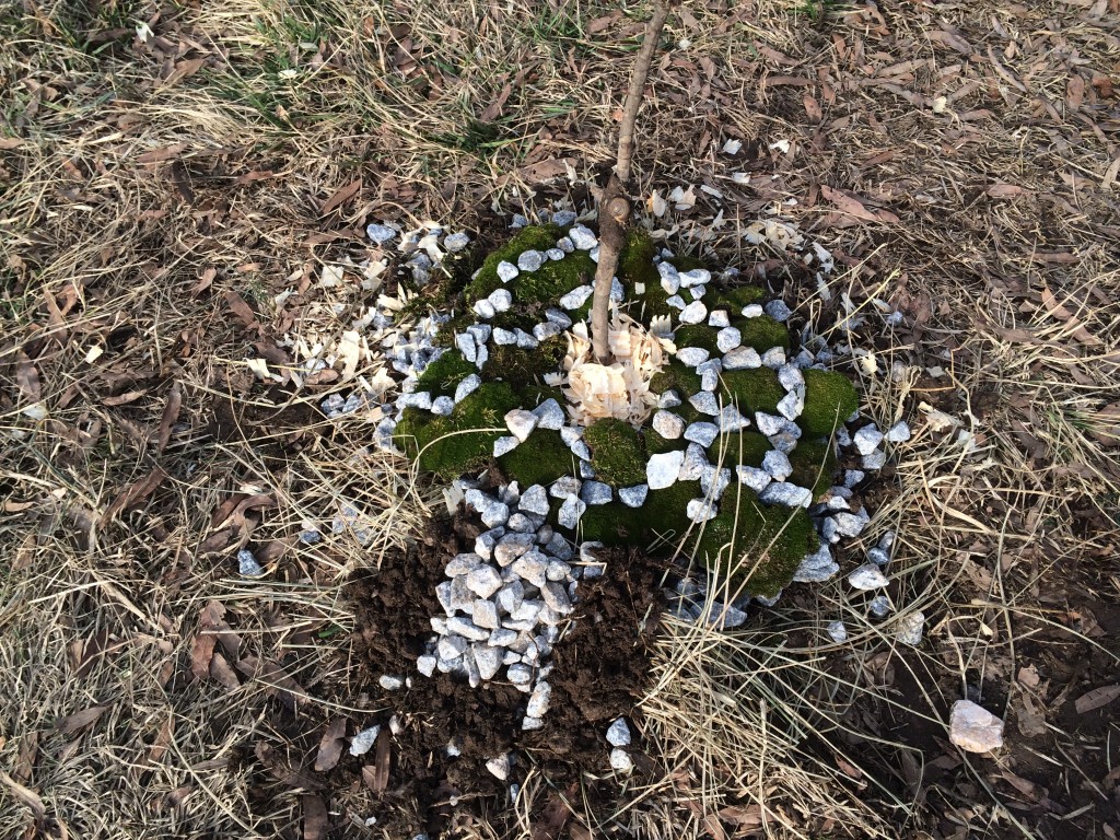 Chick grave site