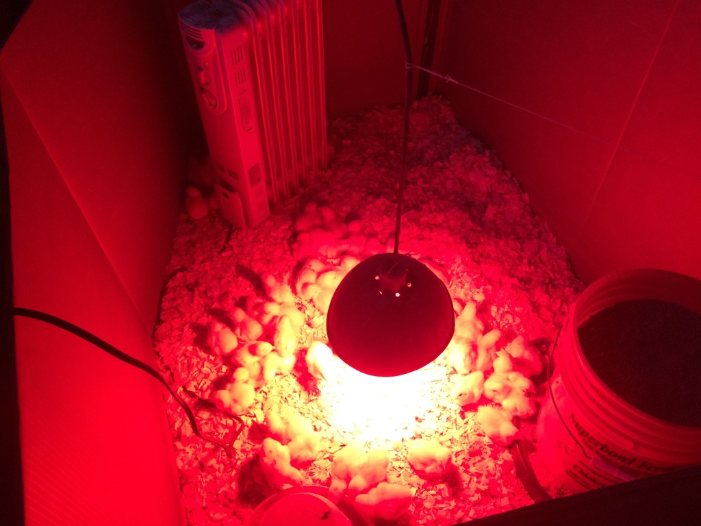 Baby chicks under a heat lamp