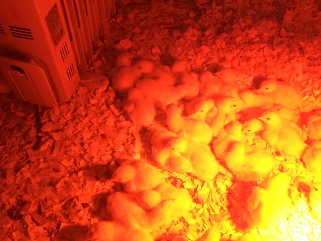Baby chicks between the space heather and the heat lamp.