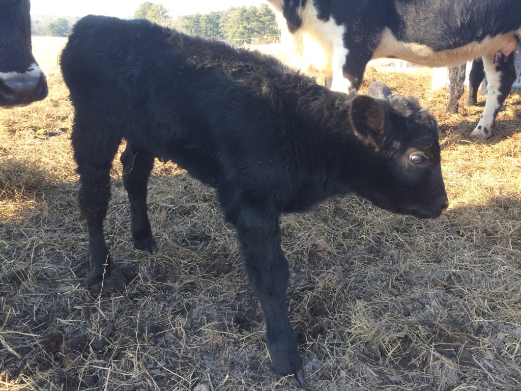 a brand new calf