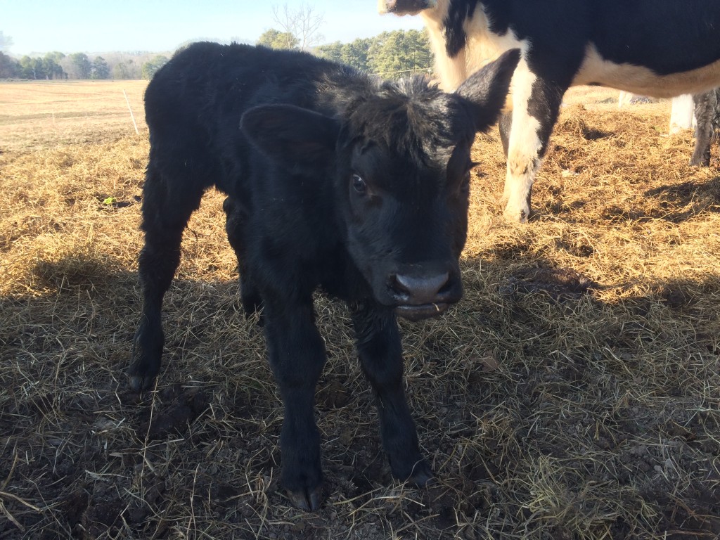 Minutes old baby calf