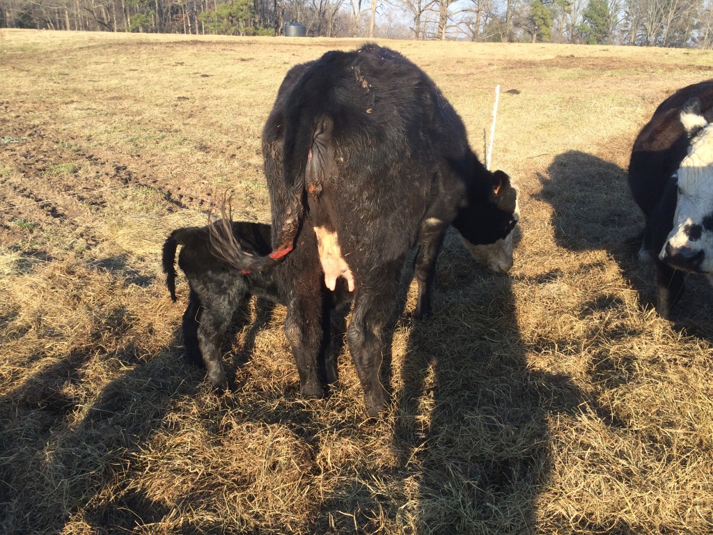 Calf nursing mother