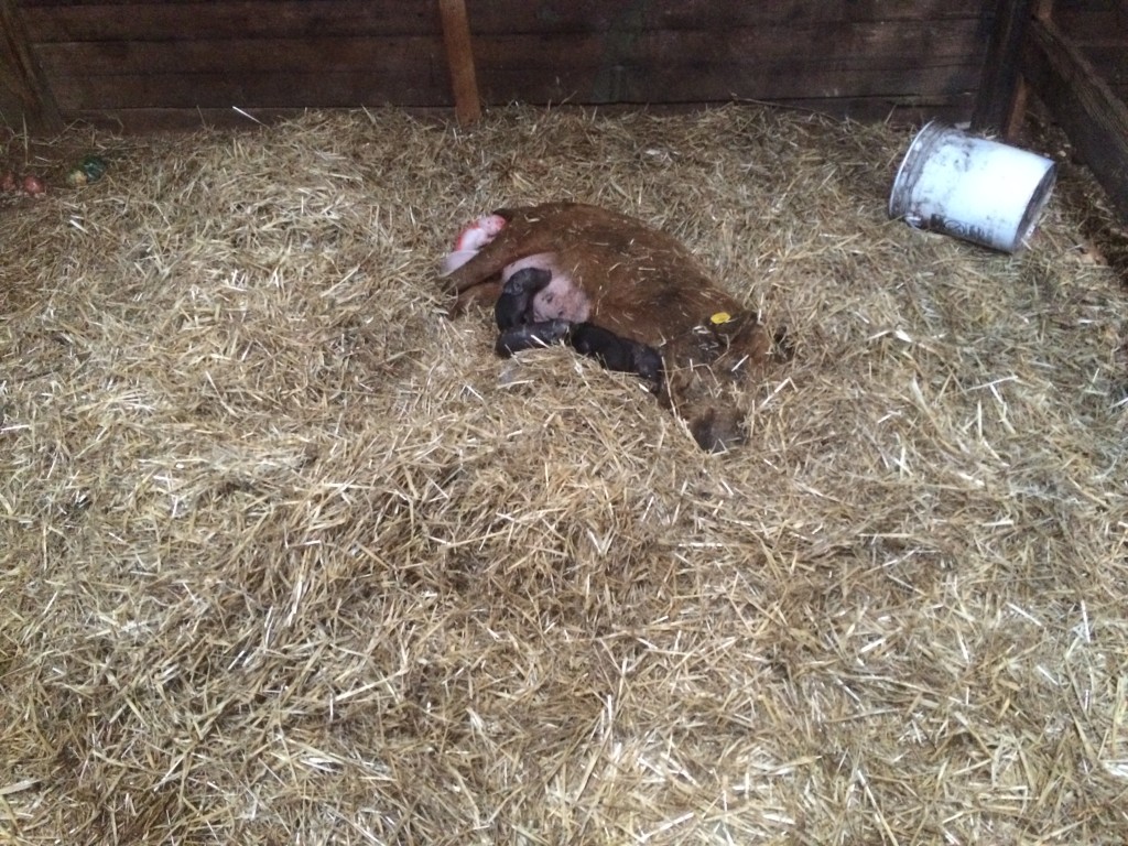 Sow with her first litter of piglets