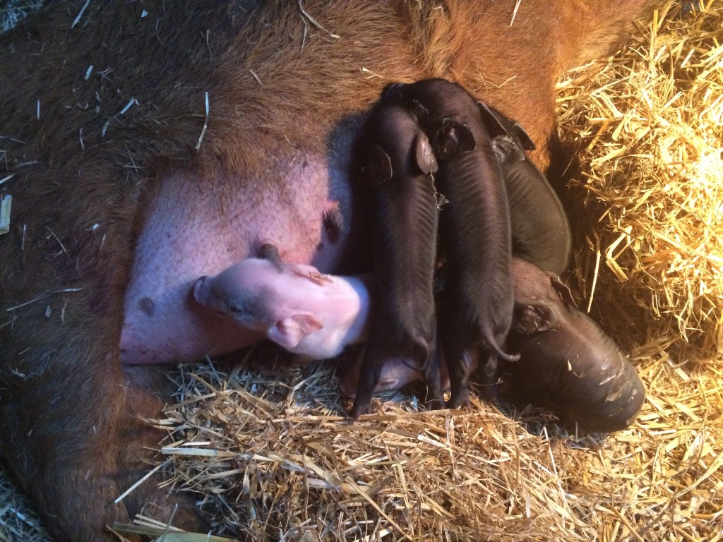 Minutes old piglets