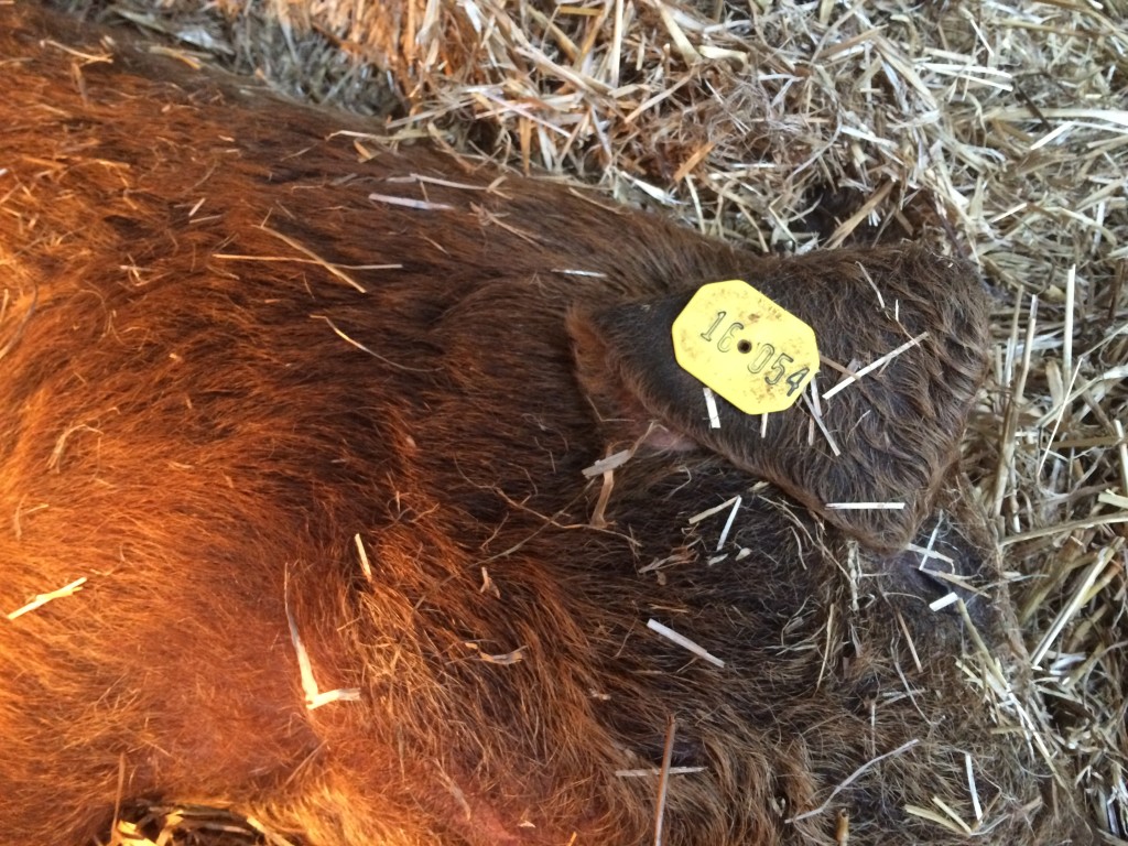 Ear tag of mom who had piglets on Valentine's Day