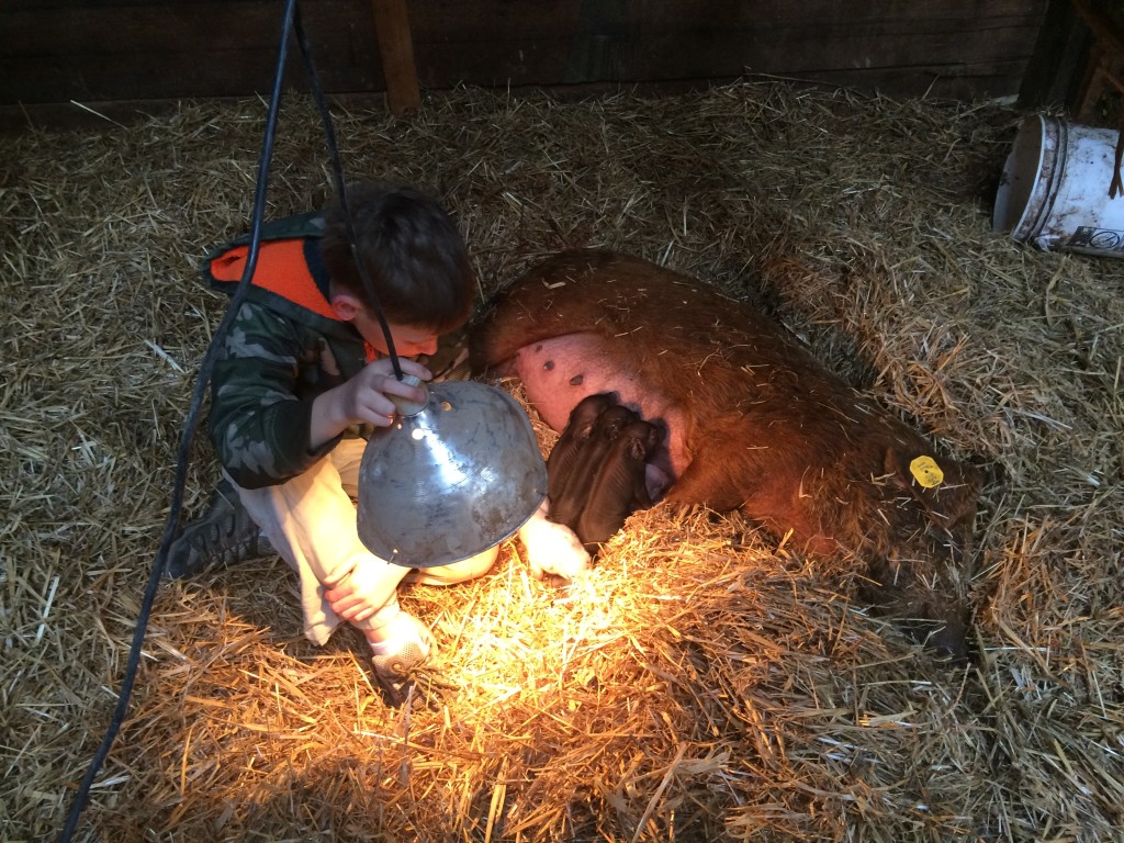 Spork helping the piglets stay warm and latch on.
