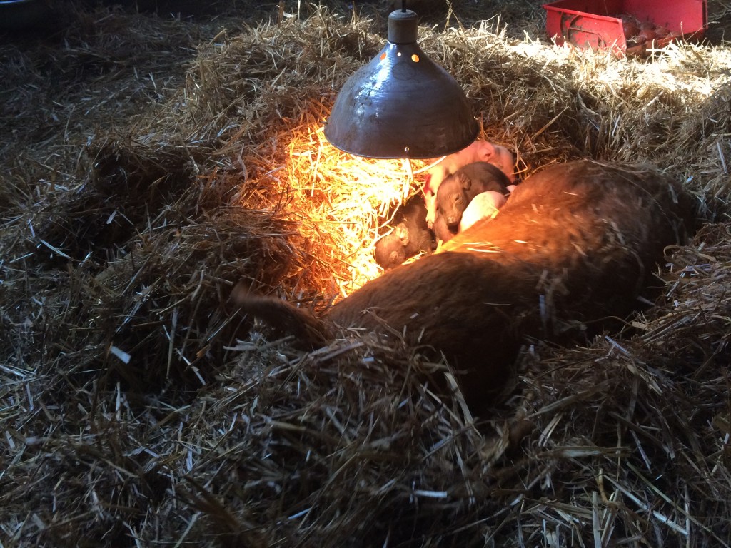 Mom and babies sleeping under all the heat sources