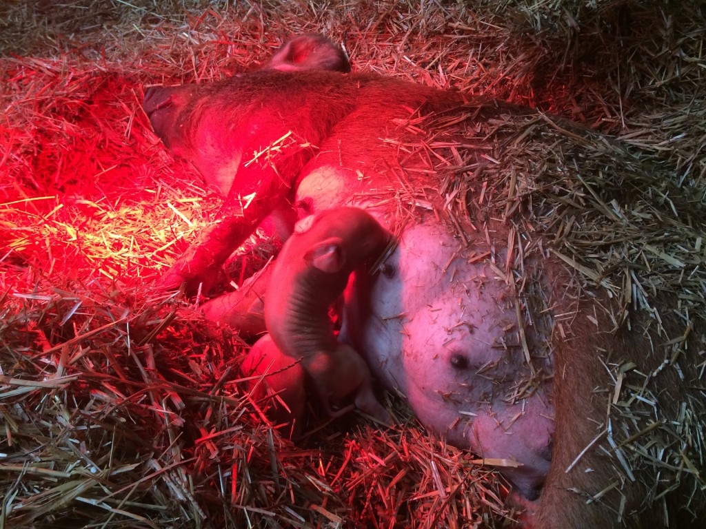 Two pigs into labor, with more on the way.