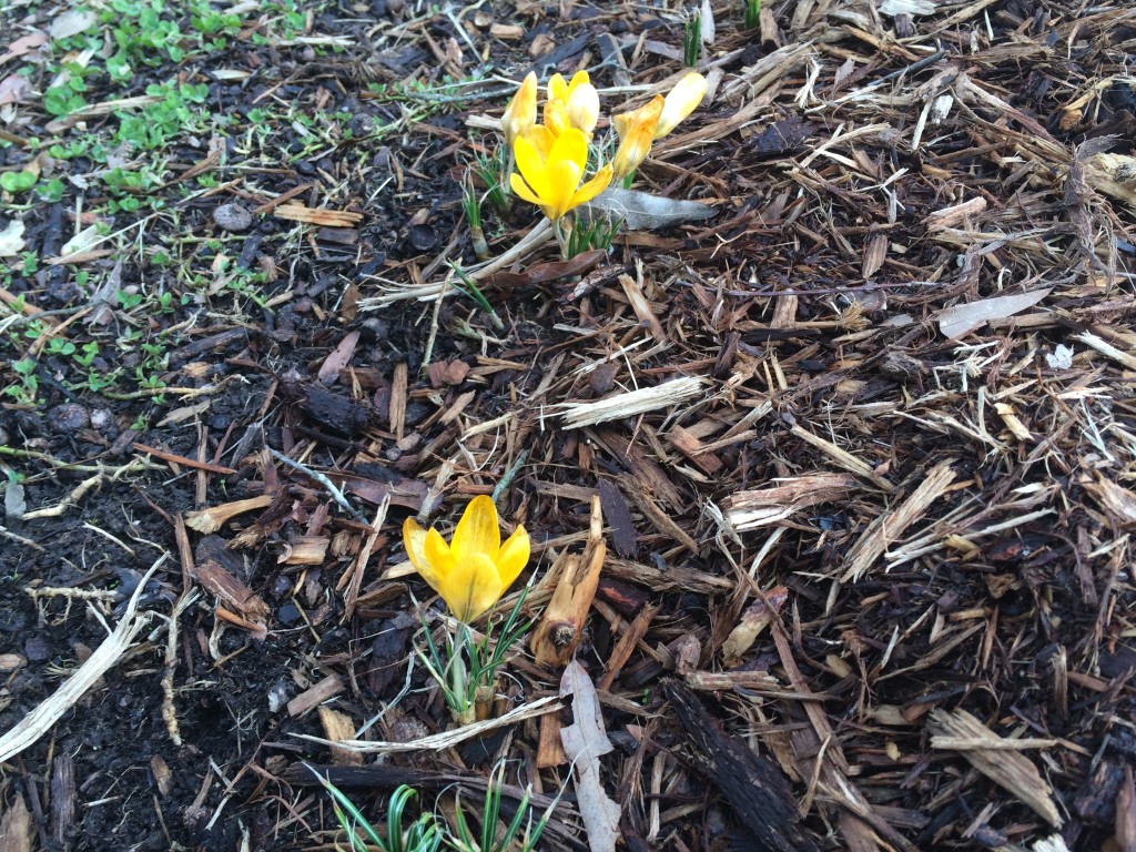 Bulbs, popping out for spring