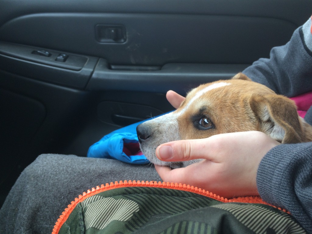 Australian Cattle dog, King, on the ride home