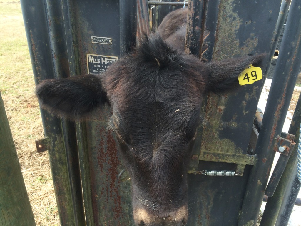 Lightning, now #49, gets her turn in the head gate.