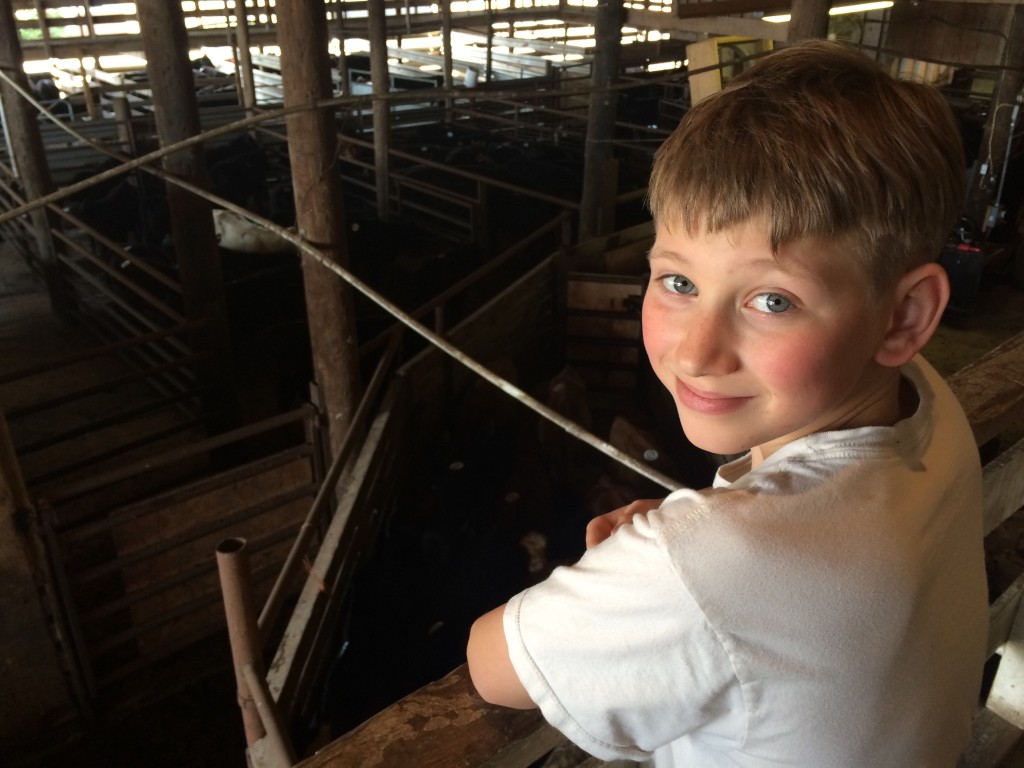 Spork at a cattle auction