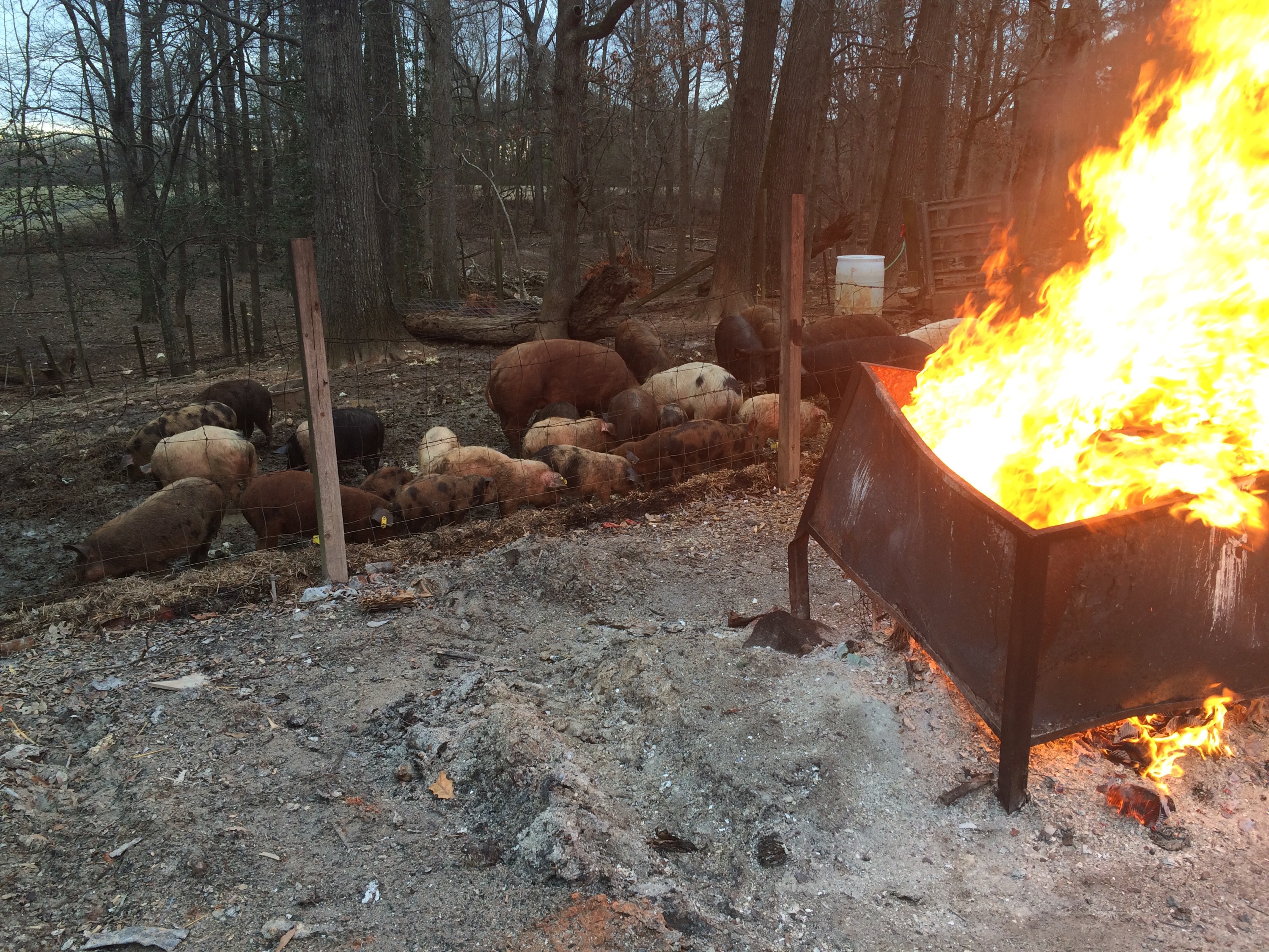 Pigs warming themselves by the fire