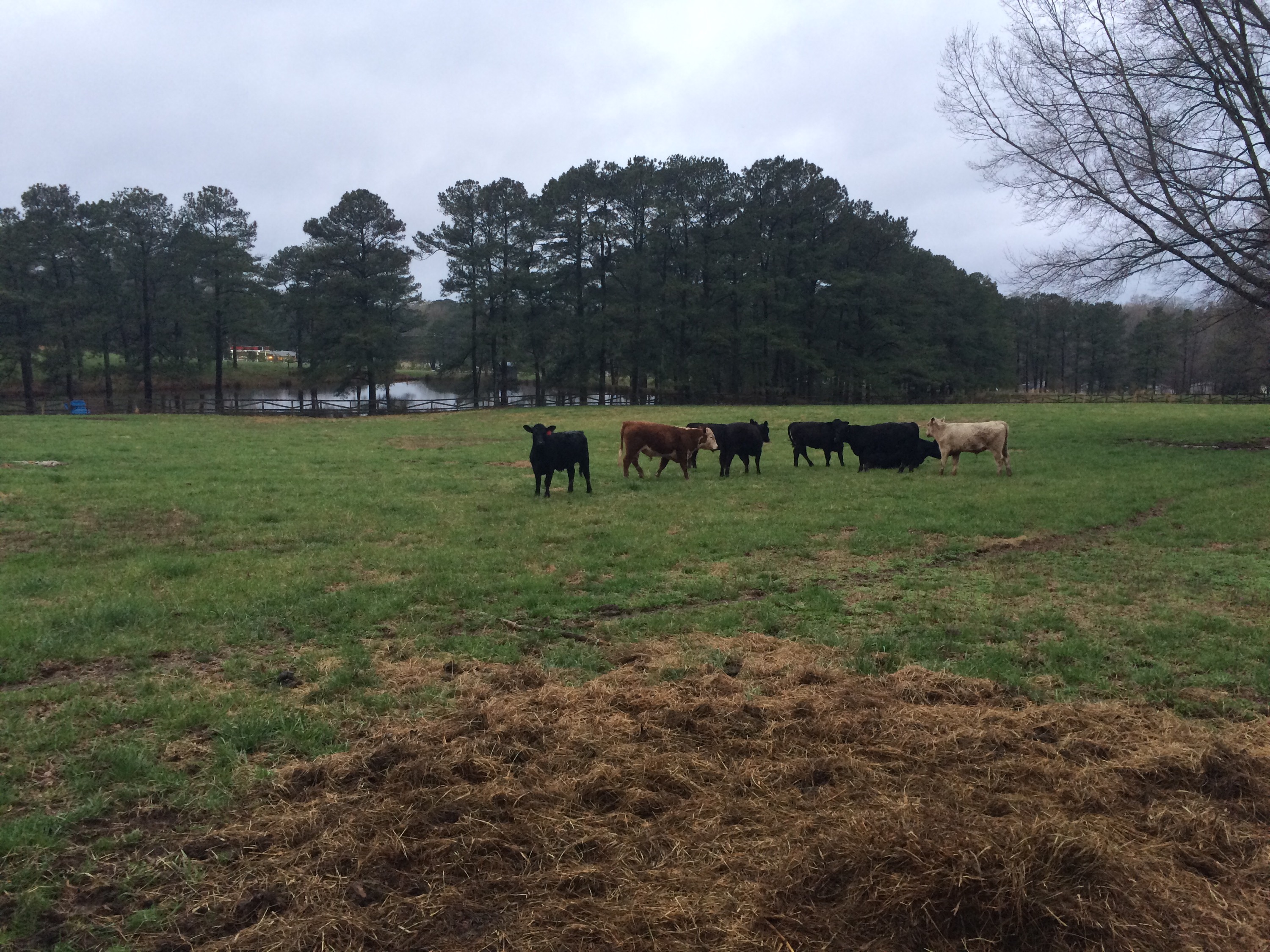 Our seven new steers, and the new Hereford bull