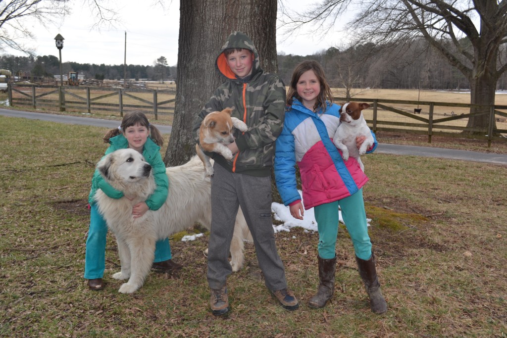 Three kids, three dogs. One boy, two girls both human and canine