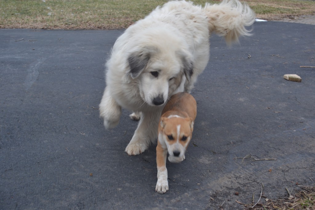 Great Pyraneese and Australian Cattle Dog