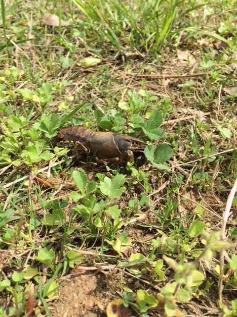 A crawfish in the middle of our pasture