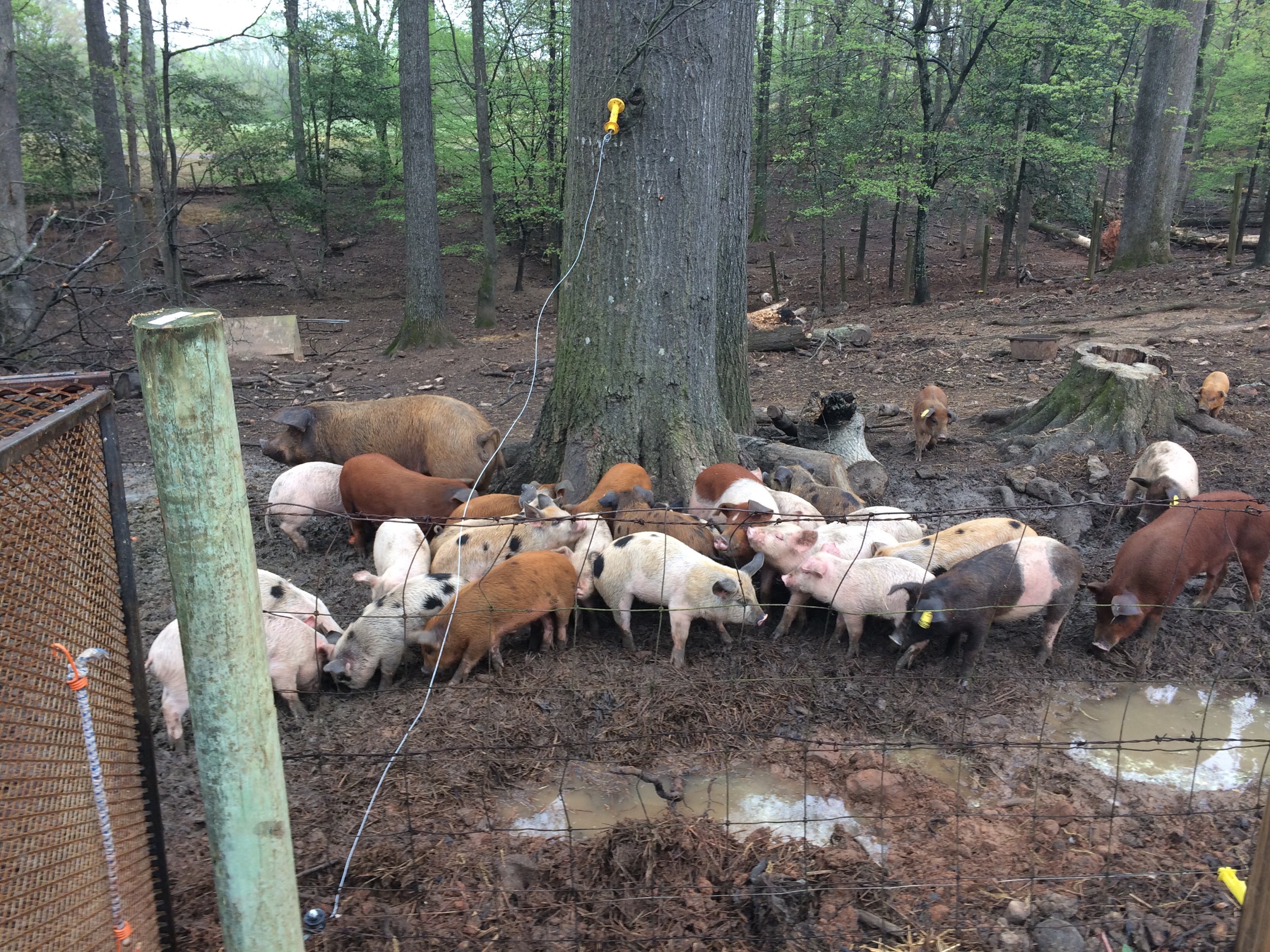 Pigs in the paddock, causing a ruckus