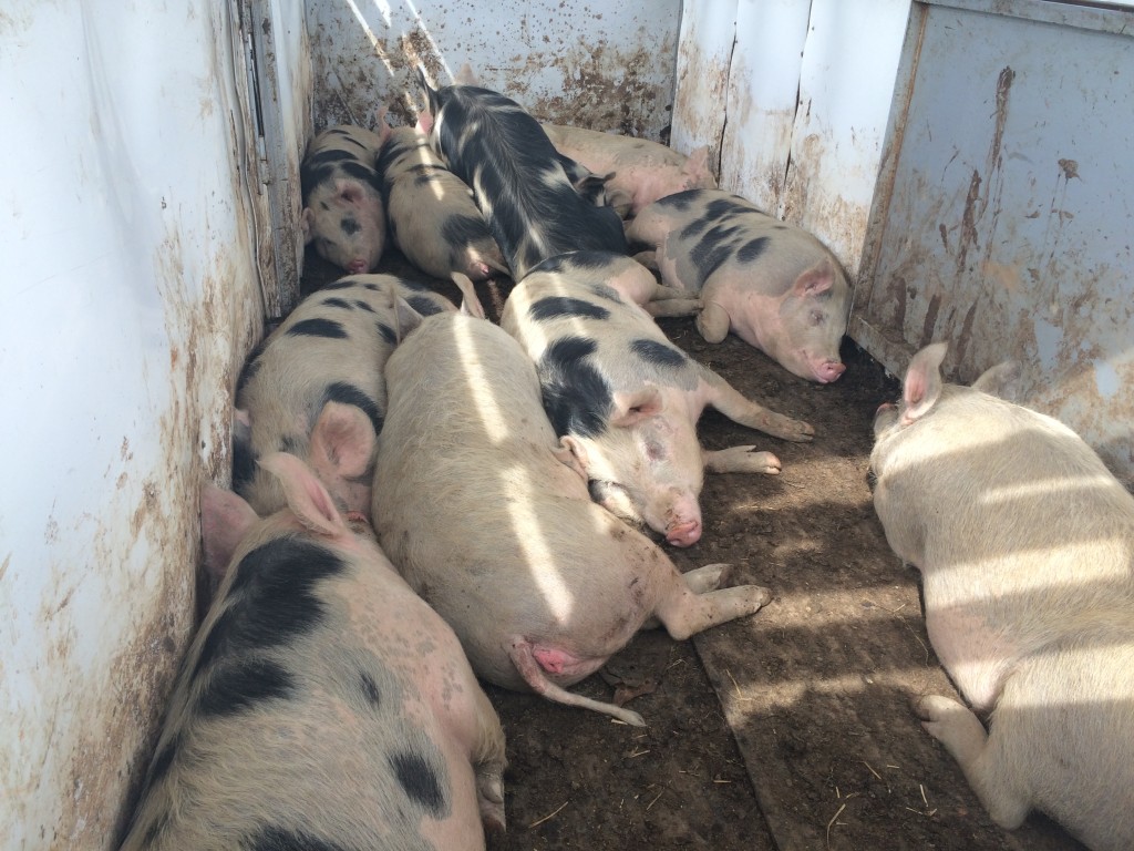 New pigs in the trailer