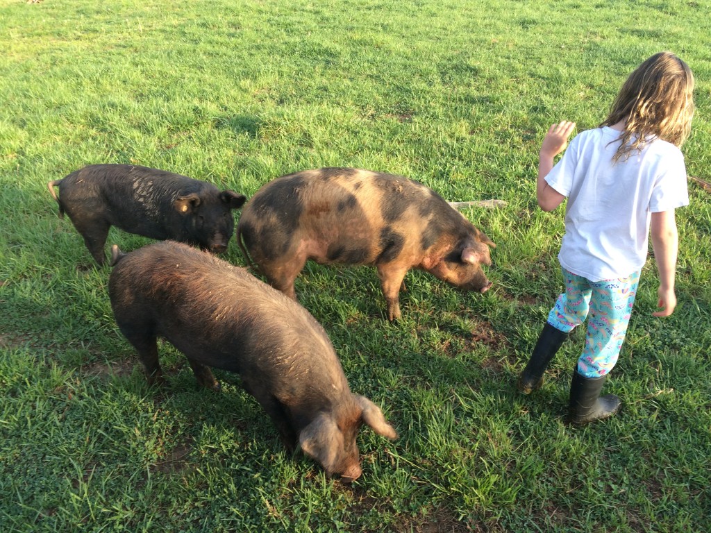 Pigs out of their paddock