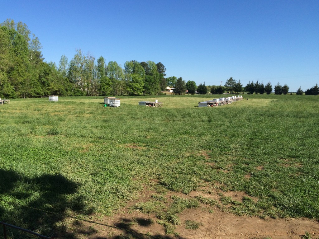 Birds out on pasture, in Salatin style chicken tractors.