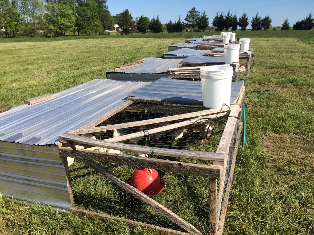 Chickens on pasture in Joel Salatin style chicken tractors