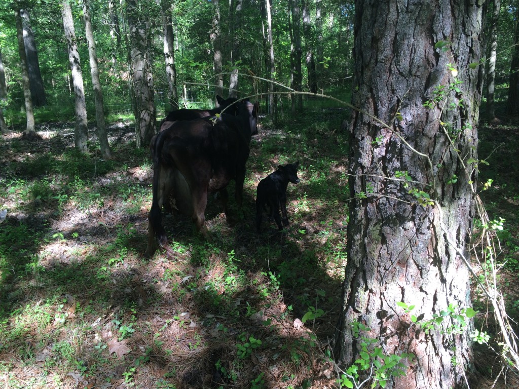 Walking Dottie and her new calf back to the corral.