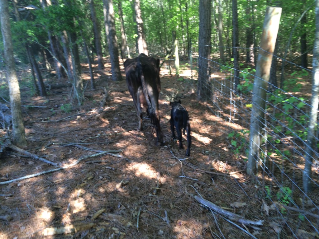 Cow and calf in woods