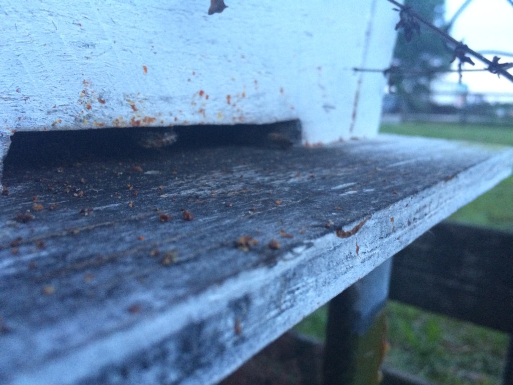 Bee going into hive.