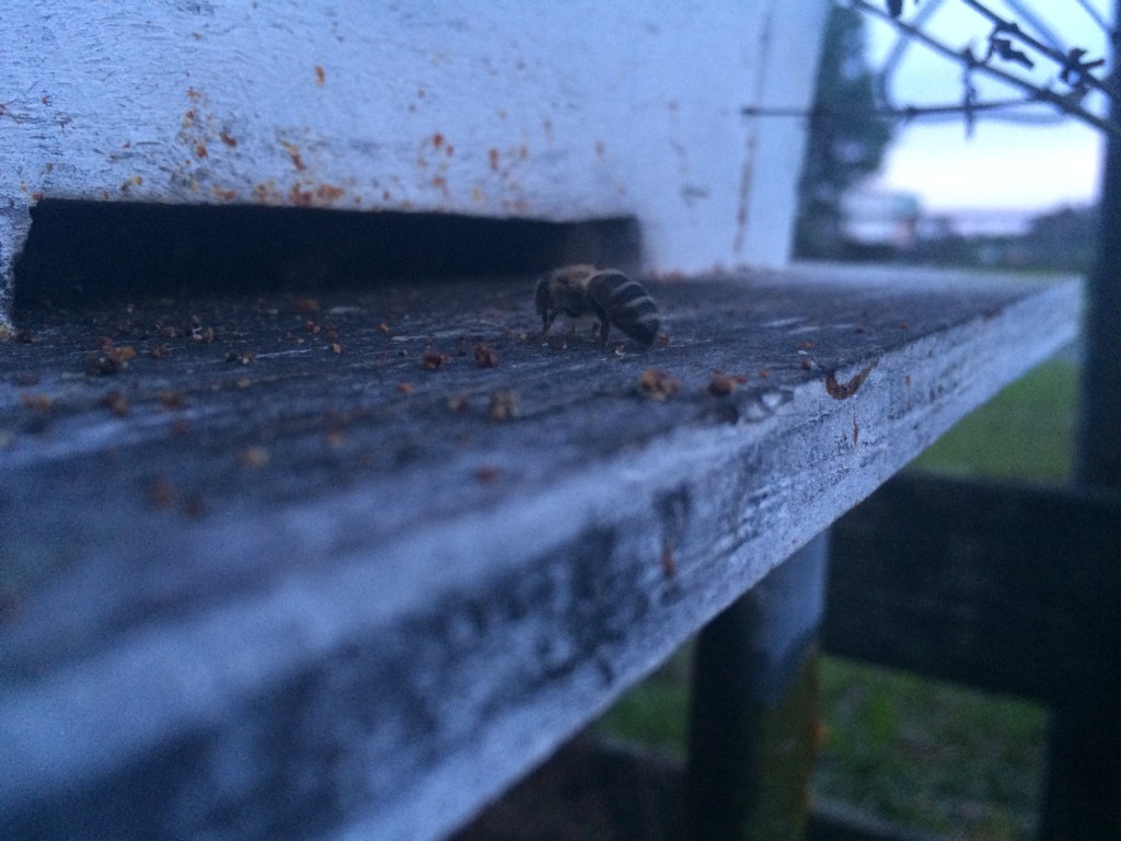 One of our new bees, back from early morning foraging.