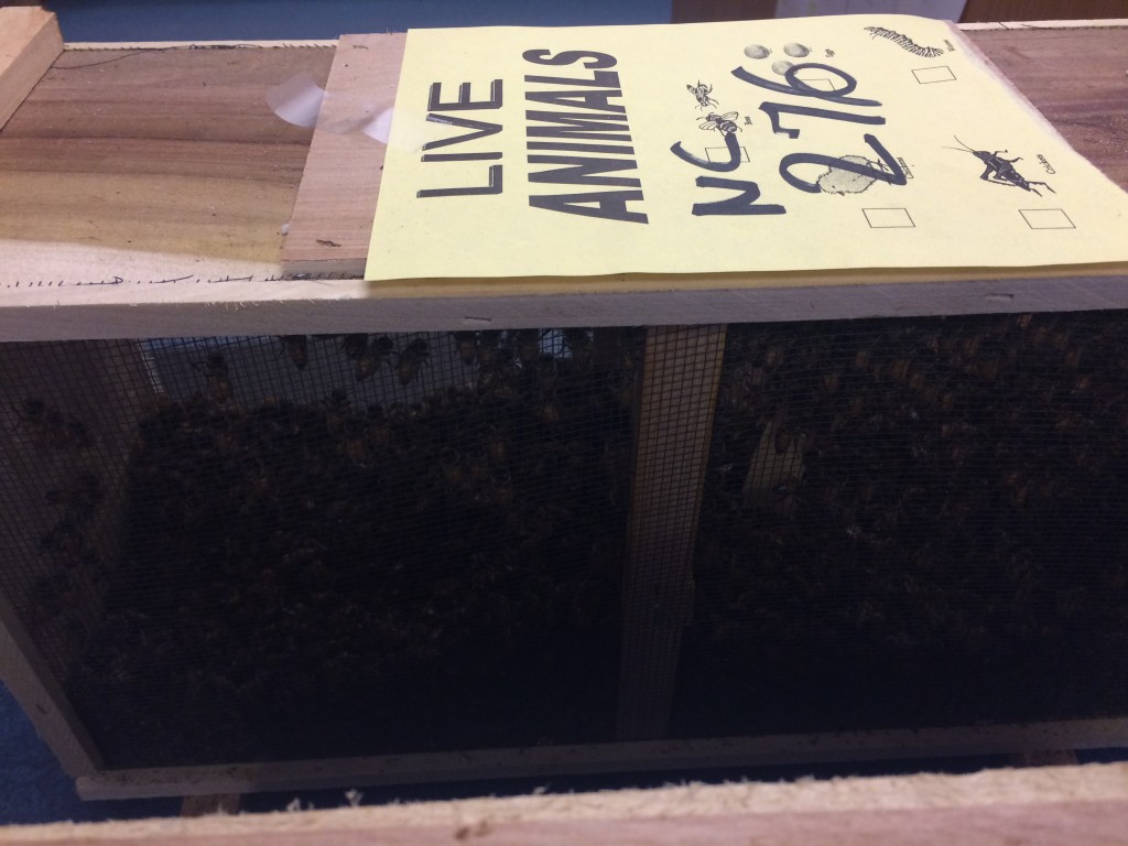 Bees in a box at the post office