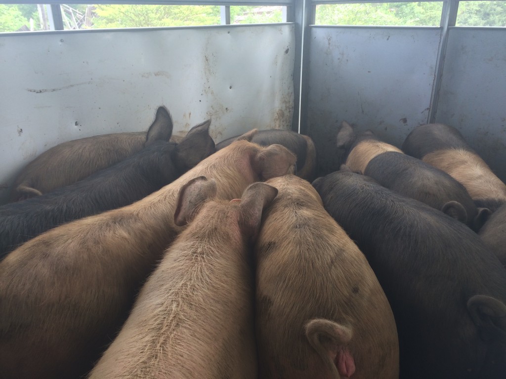 Pigs in a trailer