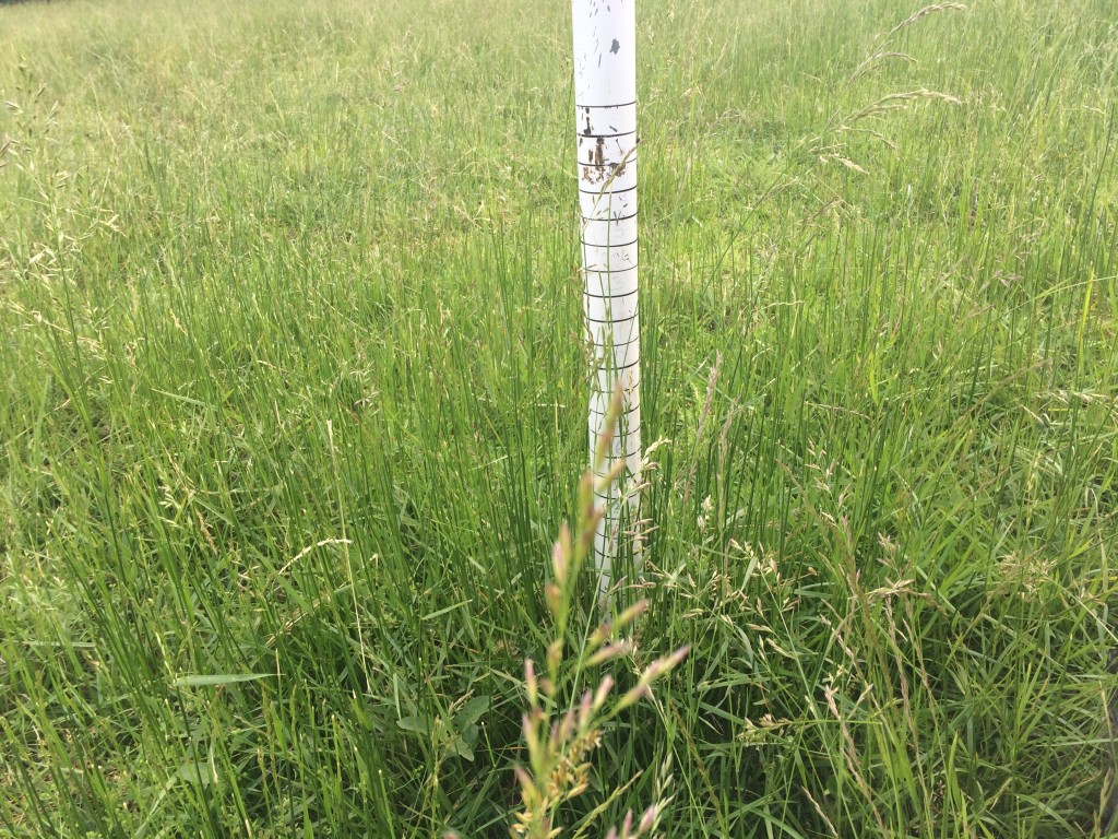 Grazing measurement stick and grass 